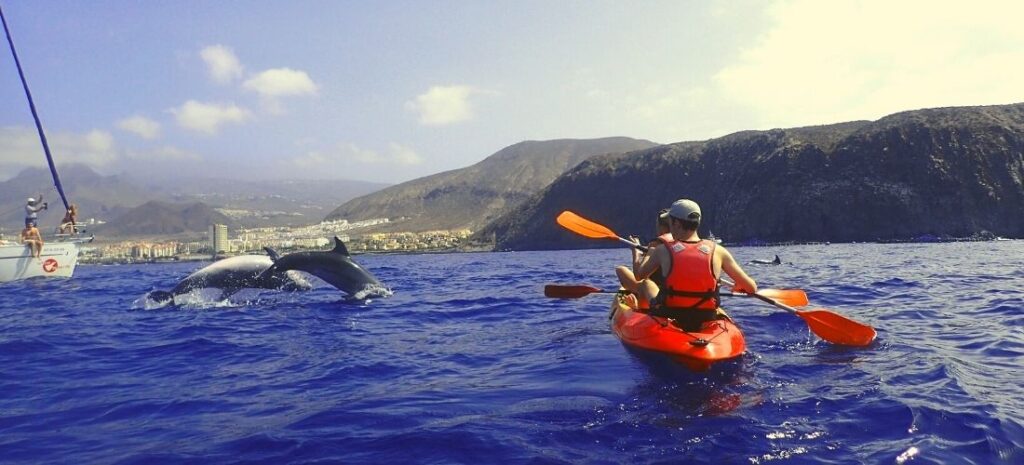 kayak con delfines en el sur de tenerife