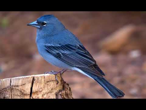 aves teide pinzon azul