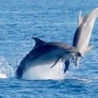 avistamiento de ballenas ballenas y delfines en tenerife